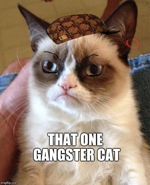 Grumpy Cat Meme | THAT ONE GANGSTER CAT | image tagged in memes,grumpy cat,scumbag | made w/ Imgflip meme maker