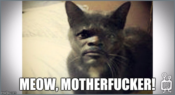 MEOW, MOTHERFUCKER! | image tagged in samuel l catson | made w/ Imgflip meme maker