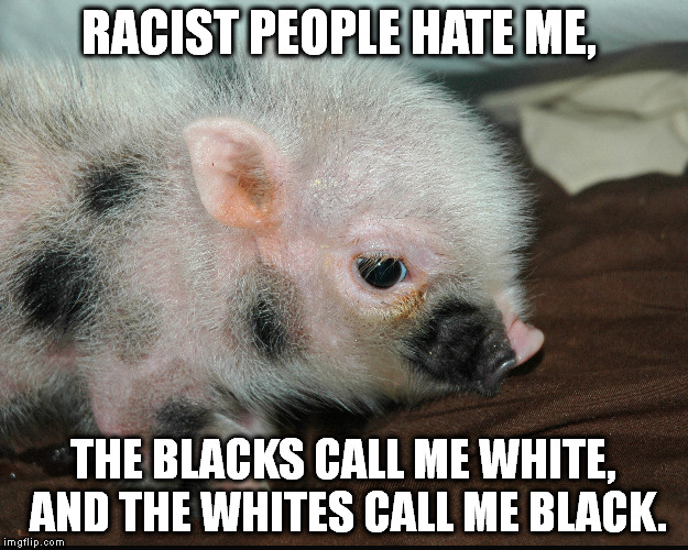 racist | RACIST PEOPLE HATE ME, THE BLACKS CALL ME WHITE, AND THE WHITES CALL ME BLACK. | image tagged in memes,pig,no racism | made w/ Imgflip meme maker
