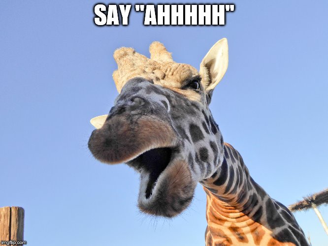 Giraffe saying "Say Ahhhhh" | SAY "AHHHHH" | image tagged in funny giraffe,ahhhhh,funny animals | made w/ Imgflip meme maker
