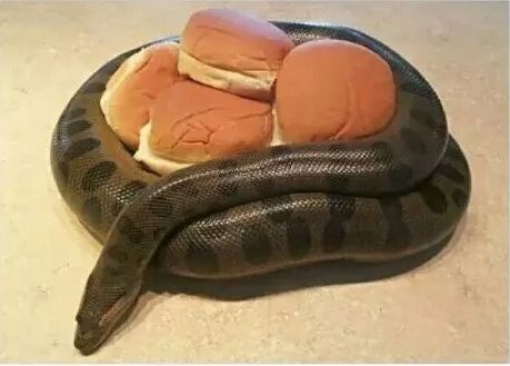 Anaconda Buns Blank Meme Template