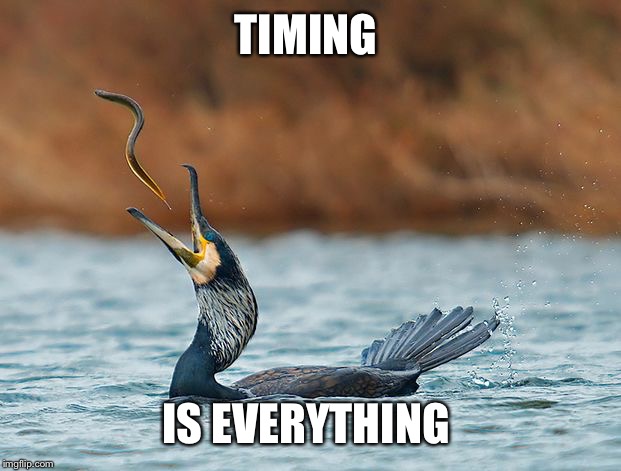 Good Timing | TIMING; IS EVERYTHING | image tagged in good timing | made w/ Imgflip meme maker