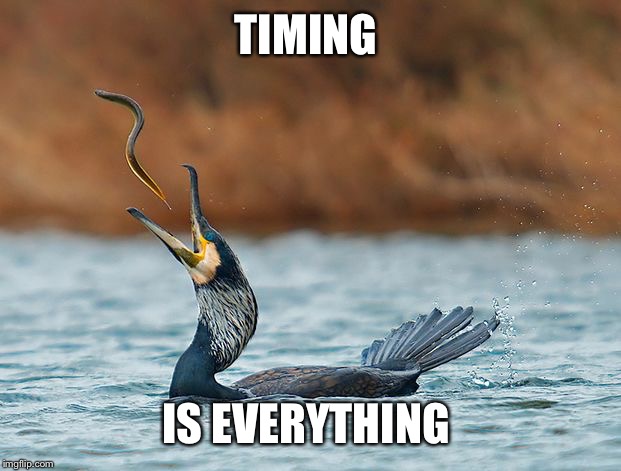 Good Timing | TIMING IS EVERYTHING | image tagged in good timing | made w/ Imgflip meme maker