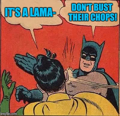 Batman Slapping Robin Meme | IT'S A LAMA- DON'T BUST THEIR CHOPS! | image tagged in memes,batman slapping robin | made w/ Imgflip meme maker