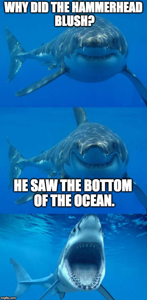 Bad Shark Pun  | WHY DID THE HAMMERHEAD BLUSH? HE SAW THE BOTTOM OF THE OCEAN. | image tagged in bad shark pun | made w/ Imgflip meme maker