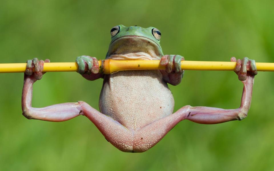 Frog. 