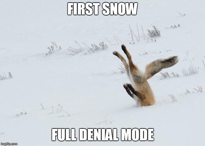 First snow full denial mode | FIRST SNOW; FULL DENIAL MODE | image tagged in fox first snow denial | made w/ Imgflip meme maker