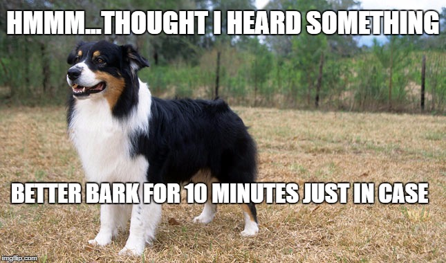 funny dog barking | HMMM...THOUGHT I HEARD SOMETHING; BETTER BARK FOR 10 MINUTES JUST IN CASE | image tagged in funny dogs | made w/ Imgflip meme maker