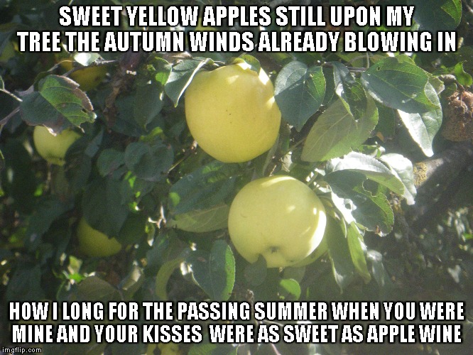 Sweet Yellow Apples | SWEET YELLOW APPLES STILL UPON MY TREE
THE AUTUMN WINDS ALREADY BLOWING IN; HOW I LONG FOR THE PASSING SUMMER WHEN YOU WERE MINE
AND YOUR KISSES  WERE AS SWEET AS APPLE WINE | image tagged in apples,yellow apples,autumn winds,summer,kisses,apple wine | made w/ Imgflip meme maker