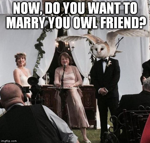 NOW, DO YOU WANT TO MARRY YOU OWL FRIEND? | image tagged in marriage owl | made w/ Imgflip meme maker