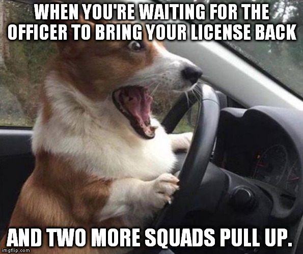 dog driving | WHEN YOU'RE WAITING FOR THE OFFICER TO BRING YOUR LICENSE BACK; AND TWO MORE SQUADS PULL UP. | image tagged in dog driving | made w/ Imgflip meme maker