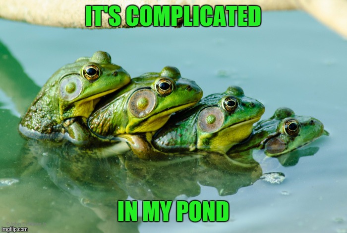 IT'S COMPLICATED IN MY POND | made w/ Imgflip meme maker