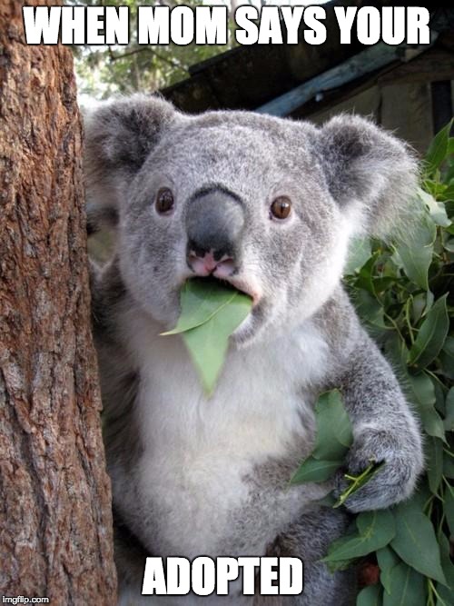 Surprised Koala | WHEN MOM SAYS YOUR; ADOPTED | image tagged in memes,surprised koala | made w/ Imgflip meme maker