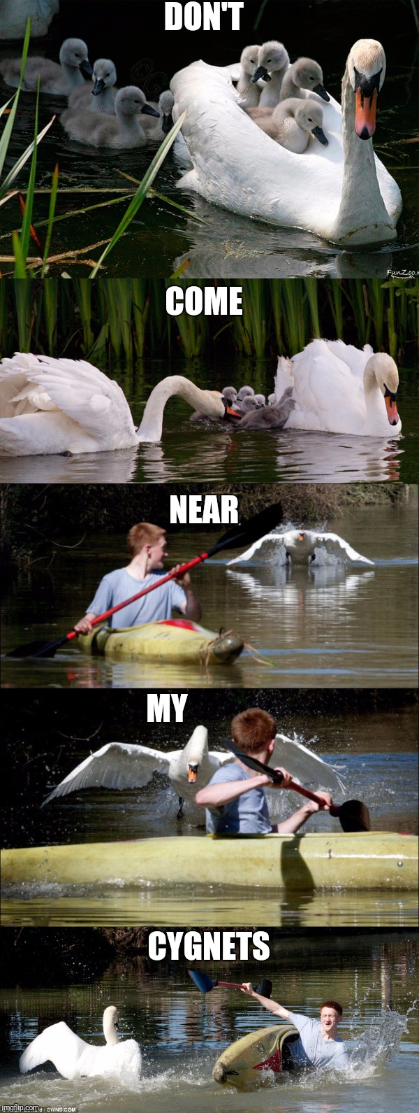 DON'T CYGNETS COME NEAR MY | made w/ Imgflip meme maker