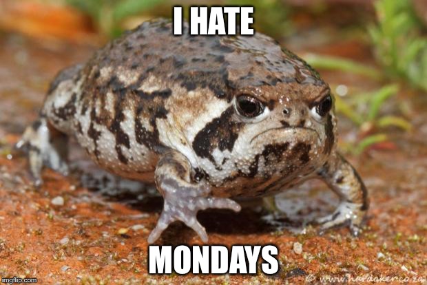 Grumpy Toad | I HATE; MONDAYS | image tagged in memes,grumpy toad | made w/ Imgflip meme maker