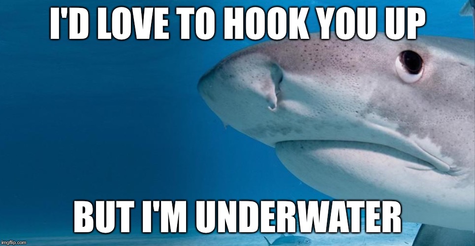 So this cow asked me for a bale out....... | I'D LOVE TO HOOK YOU UP; BUT I'M UNDERWATER | image tagged in shark,memes,funny,bad pun | made w/ Imgflip meme maker