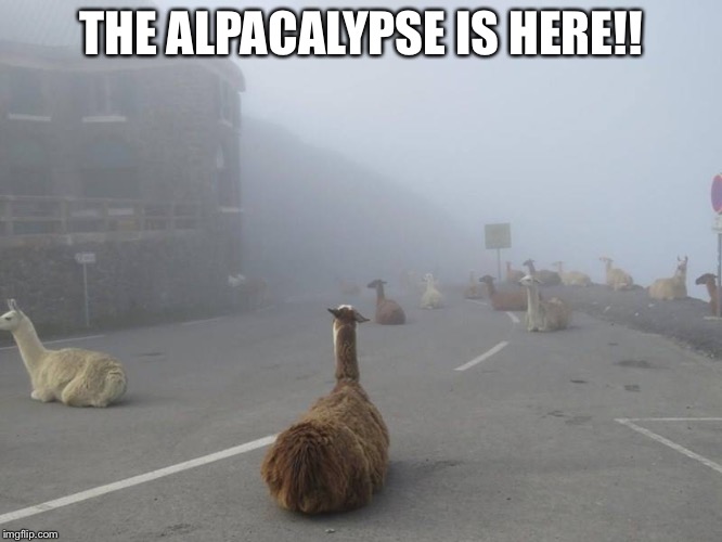 alpacalypse | THE ALPACALYPSE IS HERE!! | image tagged in alpacalypse | made w/ Imgflip meme maker
