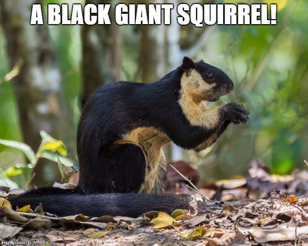 A BLACK GIANT SQUIRREL! | image tagged in black giant squirrel | made w/ Imgflip meme maker