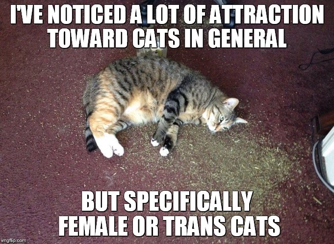 I'VE NOTICED A LOT OF ATTRACTION TOWARD CATS IN GENERAL; BUT SPECIFICALLY FEMALE OR TRANS CATS | made w/ Imgflip meme maker