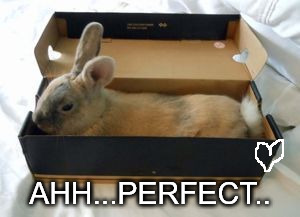 Box | AHH...PERFECT.. | image tagged in memes | made w/ Imgflip meme maker