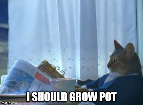 I Should Buy A Boat Cat | I SHOULD GROW POT | image tagged in memes,i should buy a boat cat | made w/ Imgflip meme maker