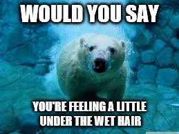 WOULD YOU SAY YOU'RE FEELING A LITTLE UNDER THE WET HAIR | made w/ Imgflip meme maker