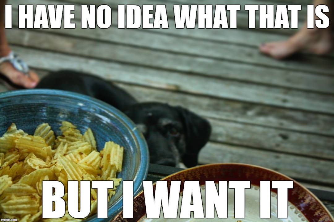Want Dog | I HAVE NO IDEA WHAT THAT IS; BUT I WANT IT | image tagged in dog,want,begging,new meme | made w/ Imgflip meme maker