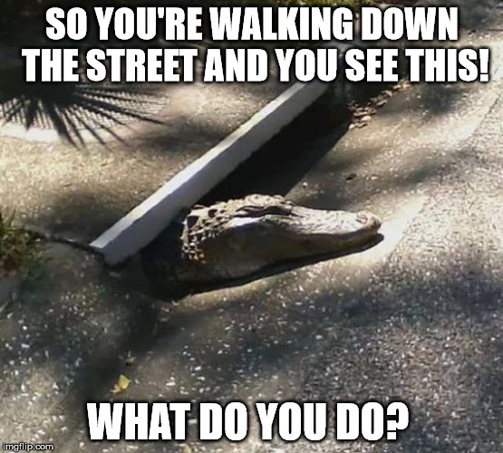 Unexpected Surprises!  | SO YOU'RE WALKING DOWN THE STREET AND YOU SEE THIS! WHAT DO YOU DO? | image tagged in unexpected surprises | made w/ Imgflip meme maker