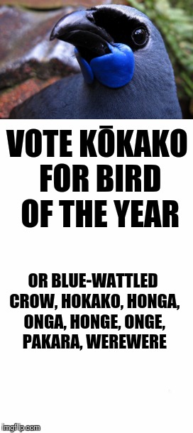 Bird of the Year | VOTE KŌKAKO FOR BIRD OF THE YEAR; OR BLUE-WATTLED CROW, HOKAKO, HONGA, ONGA, HONGE, ONGE, PAKARA, WEREWERE | image tagged in new zealand,birds | made w/ Imgflip meme maker