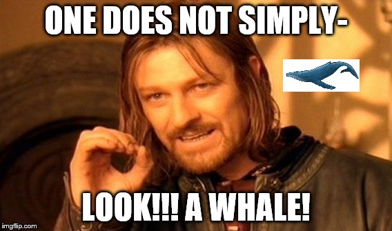 One Does Not Simply Meme | ONE DOES NOT SIMPLY-; LOOK!!! A WHALE! | image tagged in memes,one does not simply | made w/ Imgflip meme maker