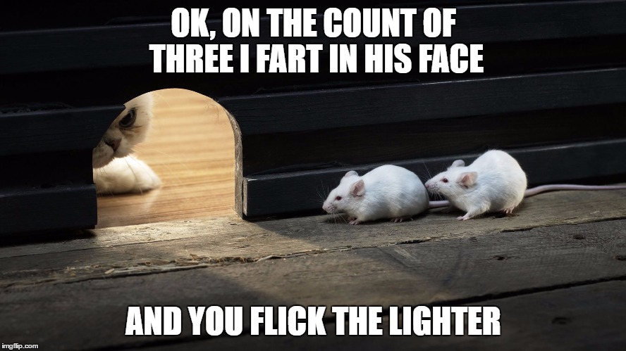 This Is Gonna Be Fun | OK, ON THE COUNT OF THREE I FART IN HIS FACE; AND YOU FLICK THE LIGHTER | image tagged in memes,mice,mouse,cat,cats,fart | made w/ Imgflip meme maker