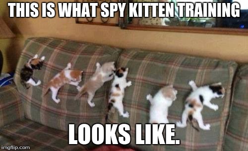 Kittens 1 | THIS IS WHAT SPY KITTEN TRAINING; LOOKS LIKE. | image tagged in kittens 1 | made w/ Imgflip meme maker