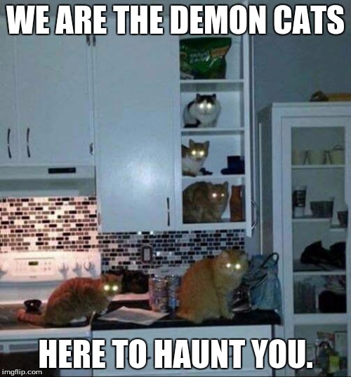Kittens of the Corn | WE ARE THE DEMON CATS; HERE TO HAUNT YOU. | image tagged in kittens of the corn | made w/ Imgflip meme maker