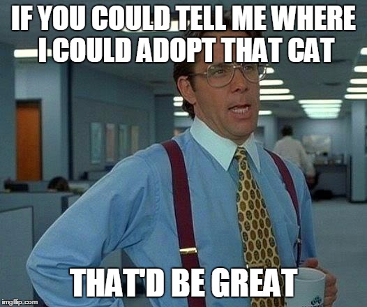 That Would Be Great Meme | IF YOU COULD TELL ME WHERE I COULD ADOPT THAT CAT THAT'D BE GREAT | image tagged in memes,that would be great | made w/ Imgflip meme maker