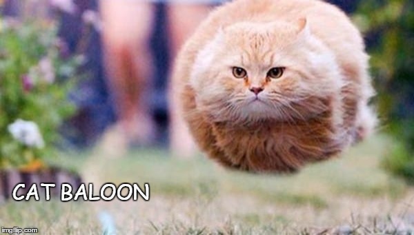 Furbomb! | CAT BALOON | image tagged in cats | made w/ Imgflip meme maker