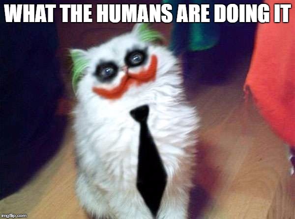 Clown Cat | WHAT THE HUMANS ARE DOING IT | image tagged in clown cat | made w/ Imgflip meme maker