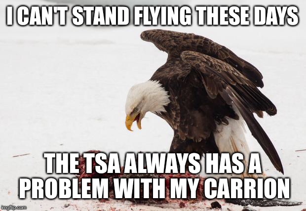 bald eagle vs beaver | I CAN'T STAND FLYING THESE DAYS; THE TSA ALWAYS HAS A PROBLEM WITH MY CARRION | image tagged in bald eagle vs beaver | made w/ Imgflip meme maker