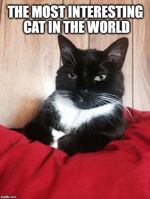The Most Interesting Cat in the World | THE MOST INTERESTING CAT IN THE WORLD | image tagged in cats,funny cats,funny animals,funny cat memes | made w/ Imgflip meme maker