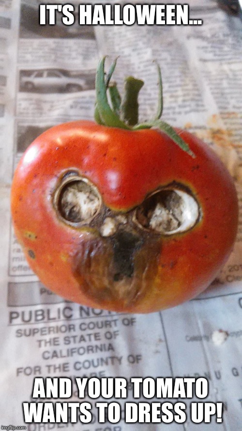 IT'S HALLOWEEN... AND YOUR TOMATO WANTS TO DRESS UP! | image tagged in halloween tomato | made w/ Imgflip meme maker