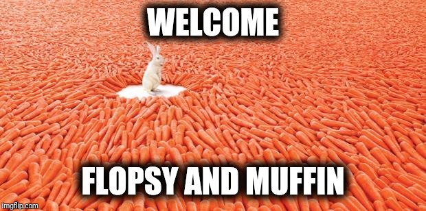 Carrots!!! | WELCOME; FLOPSY AND MUFFIN | image tagged in carrots | made w/ Imgflip meme maker