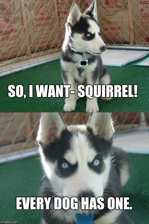Insanity Puppy Meme | SO, I WANT- SQUIRREL! EVERY DOG HAS ONE. | image tagged in memes,insanity puppy | made w/ Imgflip meme maker