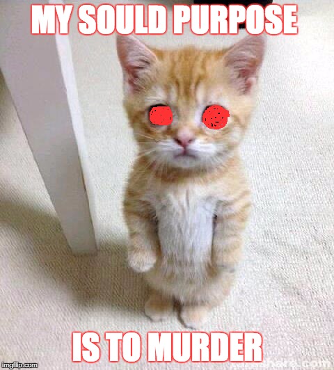 Cute Cat | MY SOULD PURPOSE; IS TO MURDER | image tagged in memes,cute cat | made w/ Imgflip meme maker