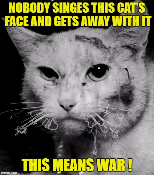 NOBODY SINGES THIS CAT'S FACE AND GETS AWAY WITH IT THIS MEANS WAR ! | made w/ Imgflip meme maker