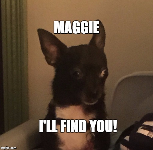 MAGGIE; I'LL FIND YOU! | image tagged in nellie | made w/ Imgflip meme maker