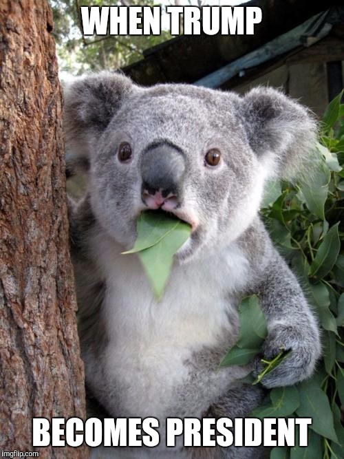 Surprised Koala | WHEN TRUMP; BECOMES PRESIDENT | image tagged in memes,surprised koala | made w/ Imgflip meme maker