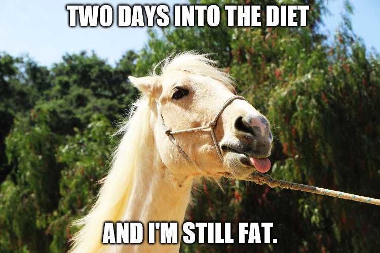 Two Days into the Diet and I'm still fat | TWO DAYS INTO THE DIET; AND I'M STILL FAT. | image tagged in funny memes,funny meme,horse,diet,dieting,fat | made w/ Imgflip meme maker