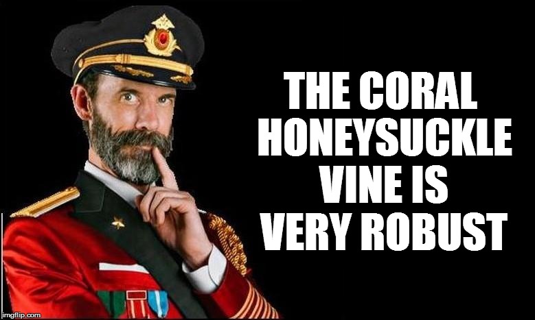 THE CORAL HONEYSUCKLE VINE IS VERY ROBUST | made w/ Imgflip meme maker