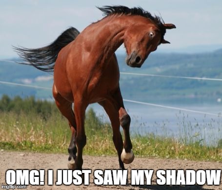 Affraid of it's own shadow | OMG! I JUST SAW MY SHADOW | image tagged in horse,shadow,omg | made w/ Imgflip meme maker