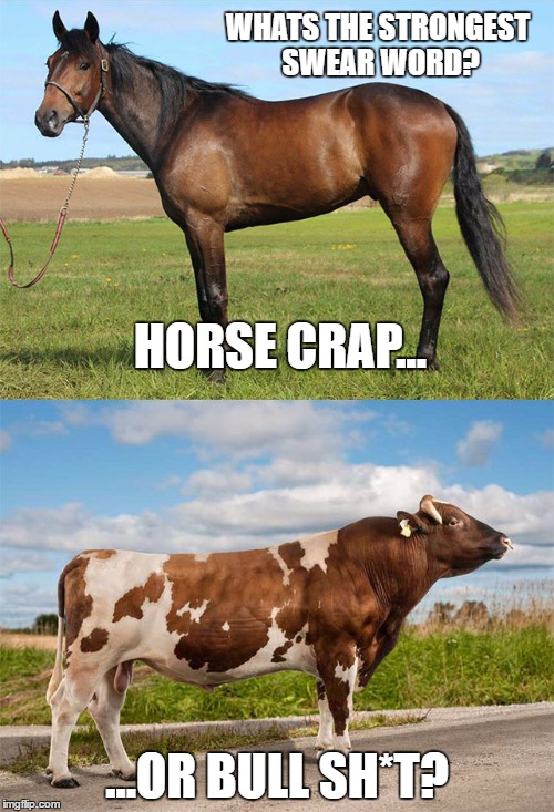 HorseBullSwear | WHATS THE STRONGEST SWEAR WORD? HORSE CRAP... ...OR BULL SH*T? | image tagged in horsebull,horse,bullshit | made w/ Imgflip meme maker