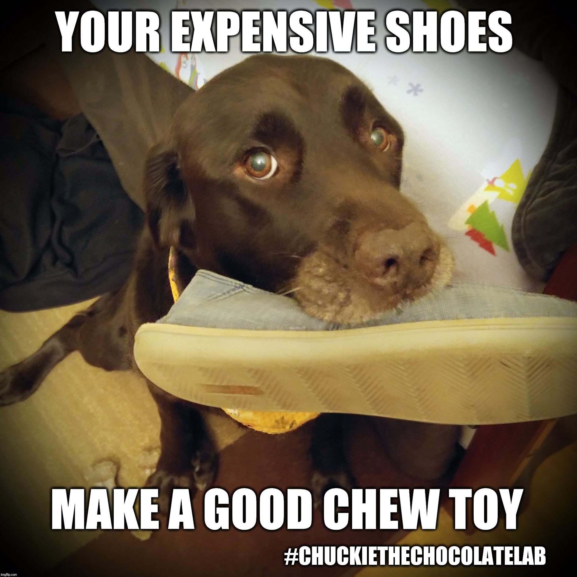 Your expensive shoes make a good chew toy  | YOUR EXPENSIVE SHOES; MAKE A GOOD CHEW TOY; #CHUCKIETHECHOCOLATELAB | image tagged in chuckie the chocolate lab,shoes,funny,dog memes,memes,labrador | made w/ Imgflip meme maker